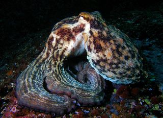 octopus, octopus cannibalism, common octopus, Octopus vulgarism, weird animal photos