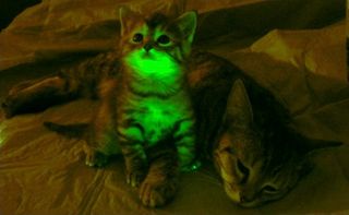 A genetically engineered cat glows.