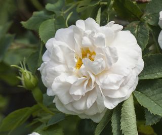 'Alba Maxima' is one of the oldest varieties of rose