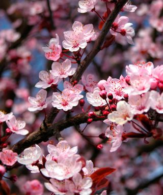 ornamental cherry tree in blossom