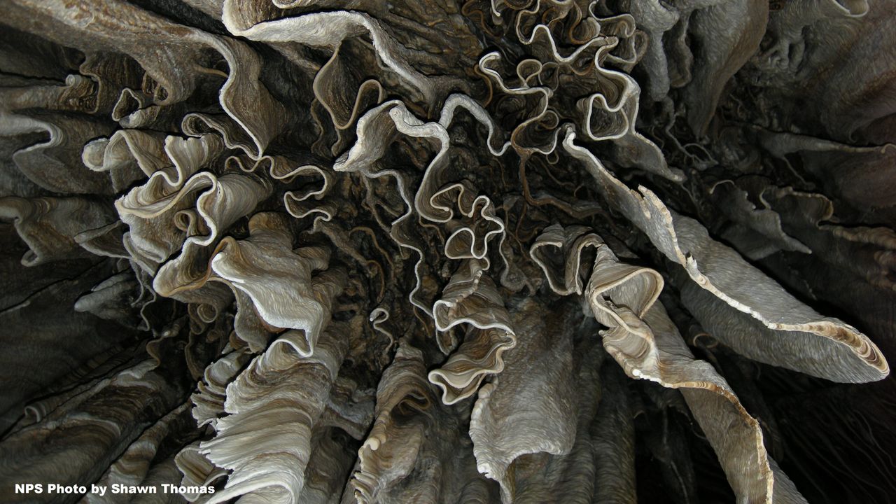 Cave draperies hanging from the ceiling of a cavern at Carlsbad Caverns National Park. Draperies are formations that look like curtains.