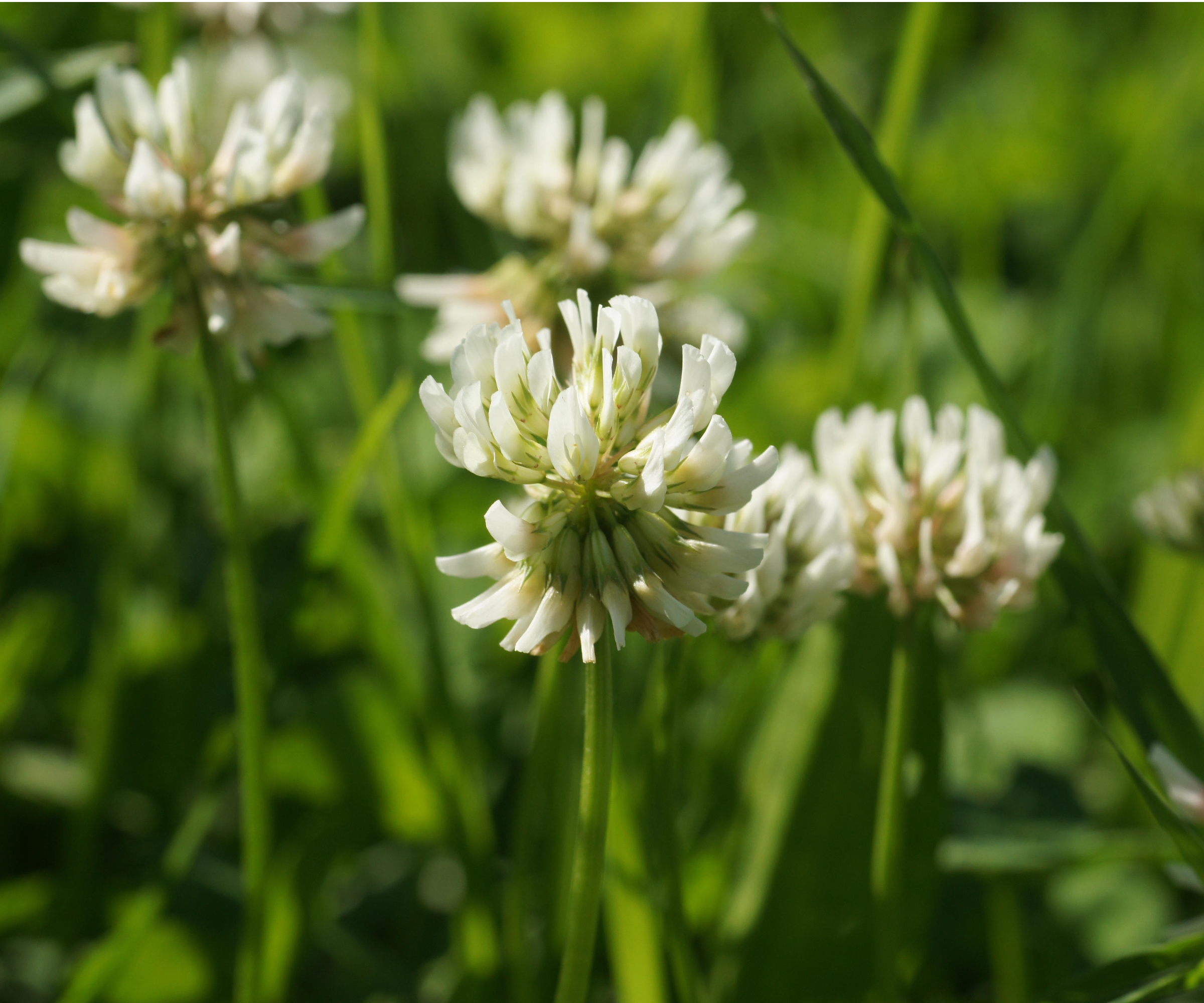 White clover
