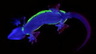 Seen from below in UV light, the web-footed gecko’s characteristic feet, as well as the distinctly distributed fluorescent areas, become visible.