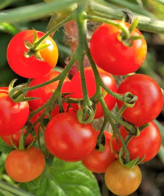 Fresh tomatoes on a vine
