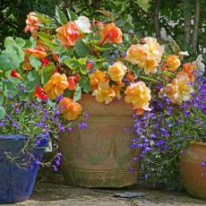 An informal arrangement of trailing begonias, lobelias and nasturtiums in weathered pots, in the corner of an English garden