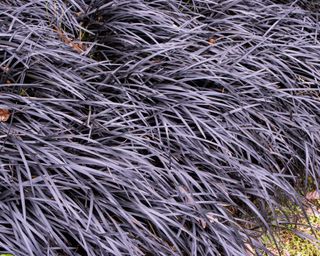 black mondo grass, also known as ophiopogon planiscapus ‘Nigrescens’