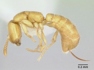 The blood-sucking Madagascar-based Adetomyrma ant.
