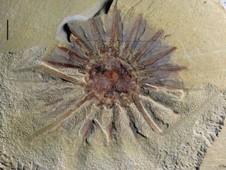 Daihua sanqiong fossil