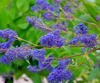 Ceanothus, California Lilac, blooming with blue-lilac flowers
