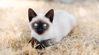 Siamese cat laying in grass