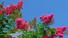 bright pink crepe myrtle