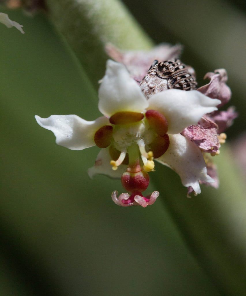 Wax Euphorbia Succulent