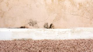 Beige carpet and walls and white skirting board with mould on them
