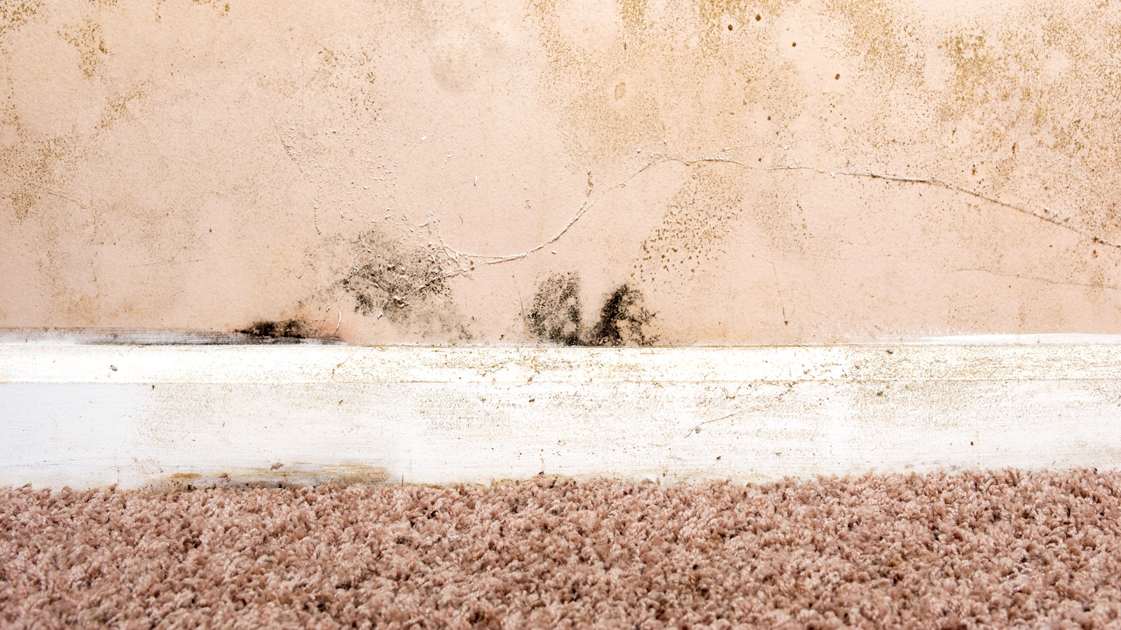 Beige carpet and walls and white skirting board with mould on them