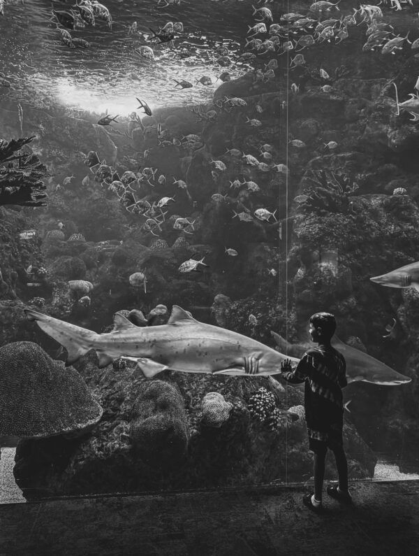 Photograph titled "Boy Meets Shark," showing a young boy at an aquarium with sharks and other fish behind a large wall of glass, shot on an iPhone 15 Pro Max in Tampa, Florida
