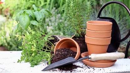 herb garden ideas: terracotta plant pots ready to be planted up with garden herbs