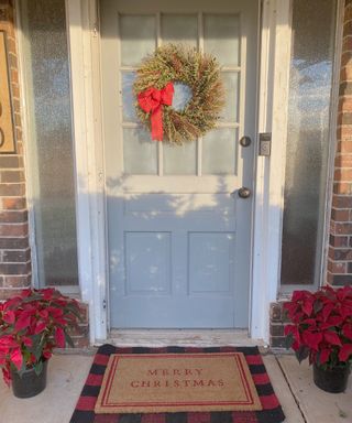 Healthy red poinsettia plants