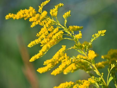 Goldenrod Plant