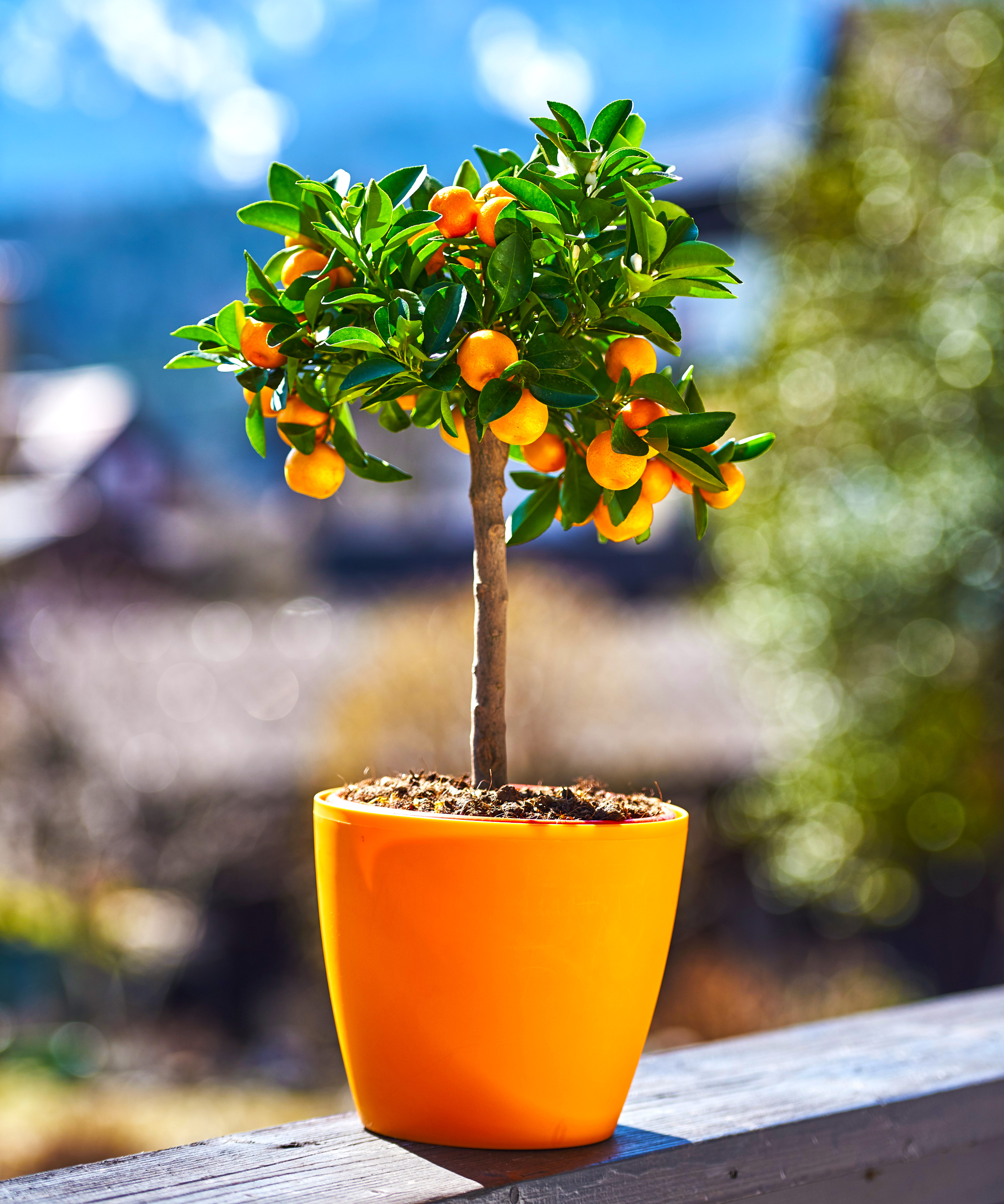 Small mandarin tree in pot outside