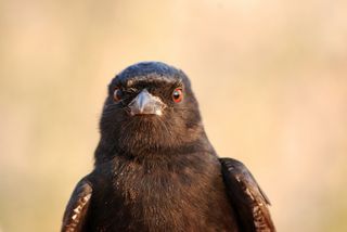 fork-tailed drongo face