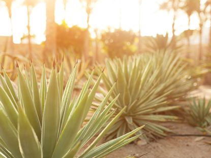 Agave Plants