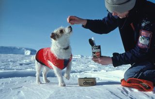 famous jack russell terriers