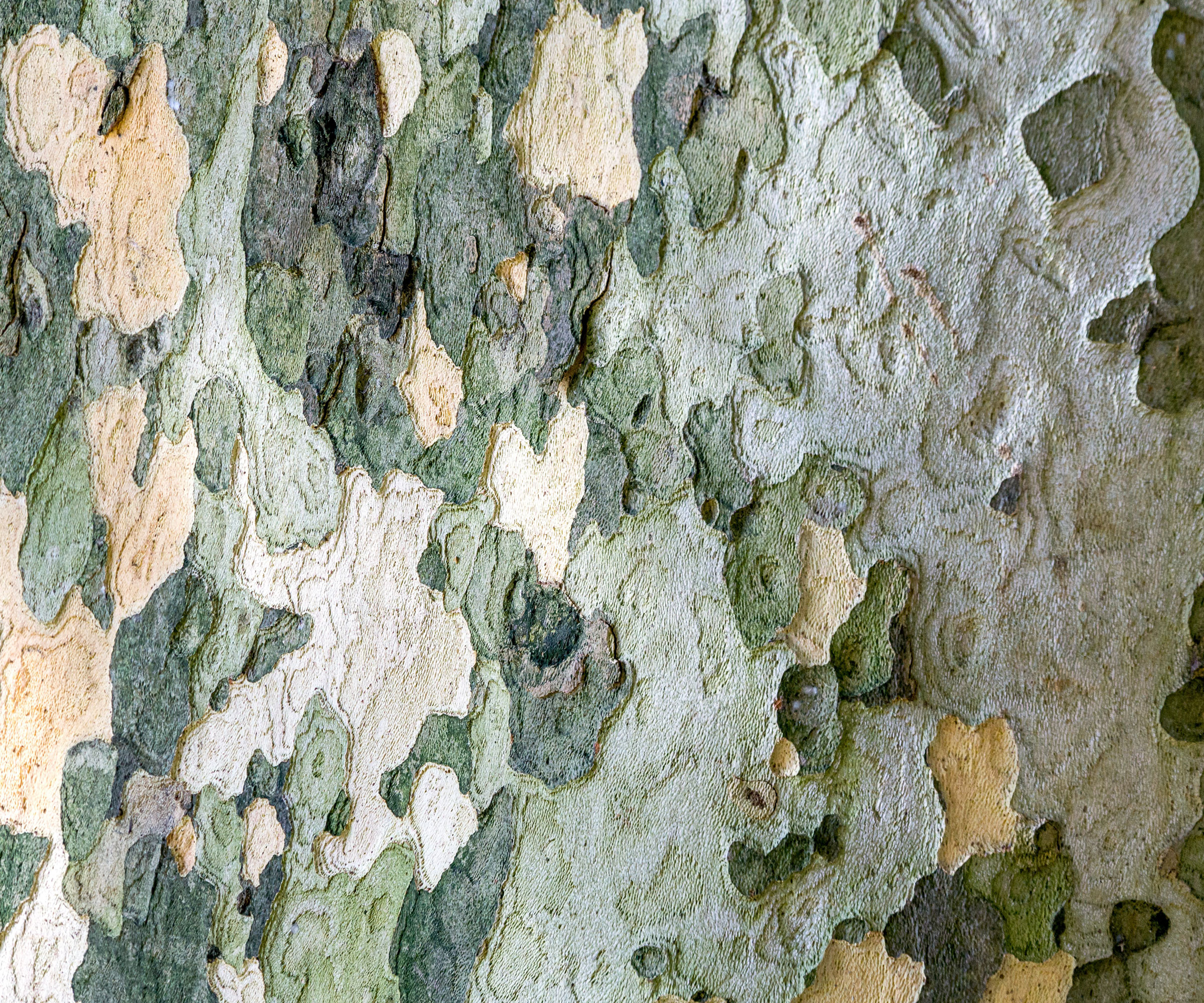 American sycamore tree showing silver gray bark