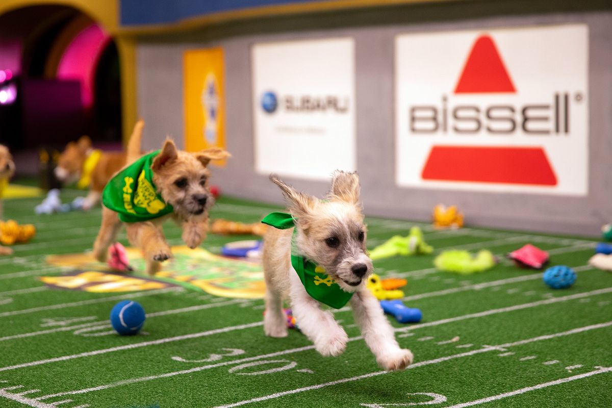 Puppy Bowl XV on Animal Planet