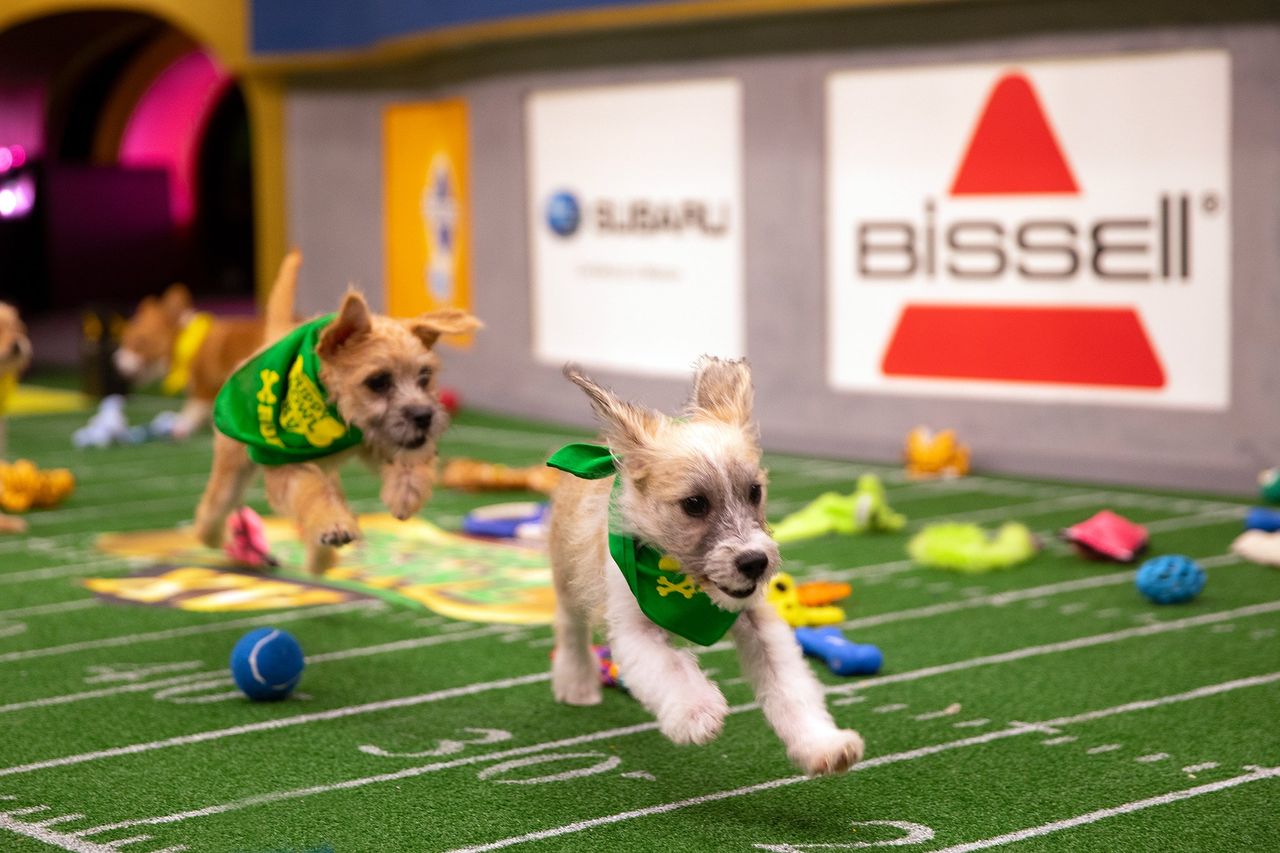 Puppy Bowl XV on Animal Planet