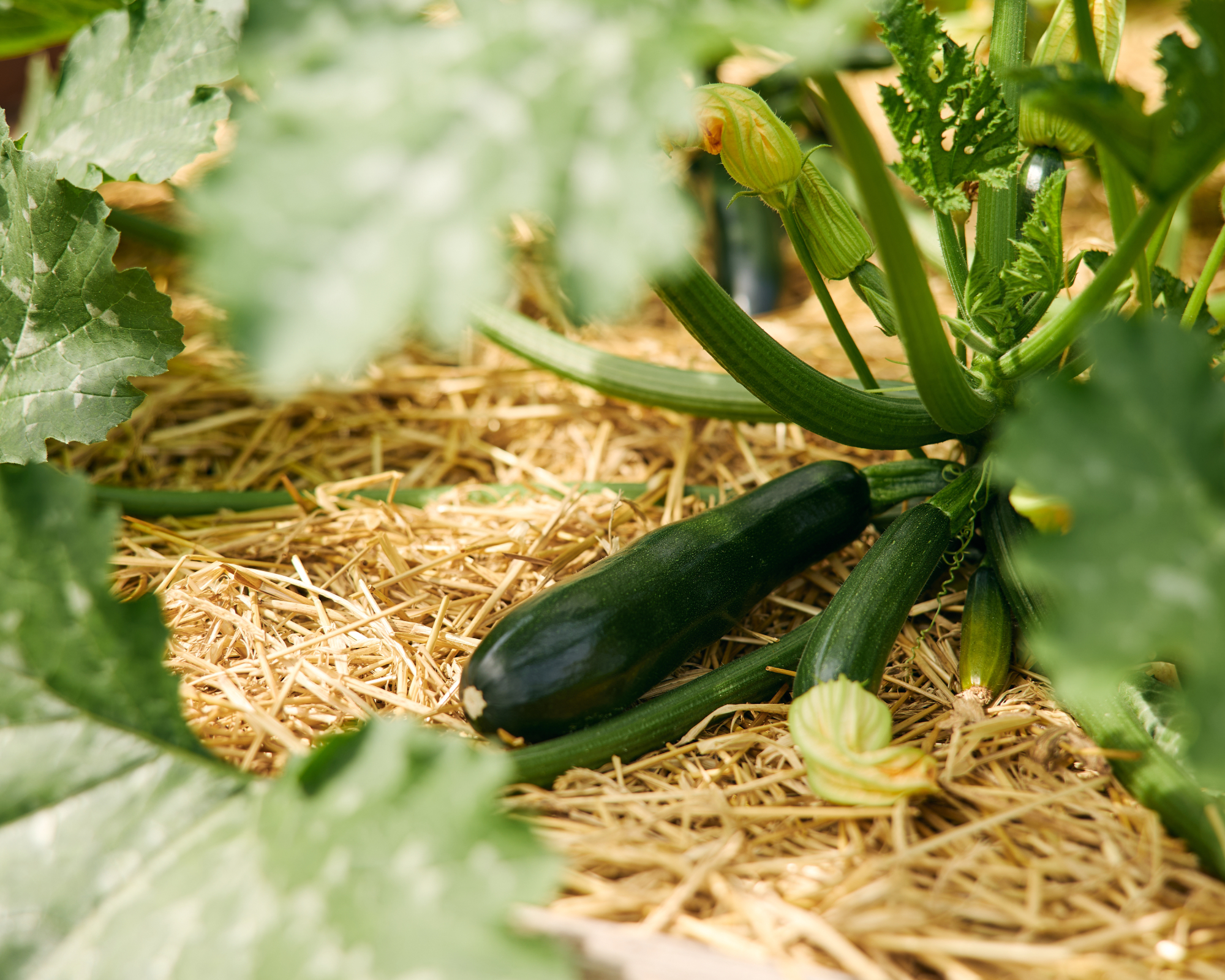 zucchini plant with straw mulch