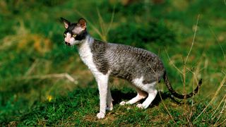 Cornish Rex