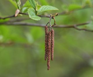 Red Alder (Alnus rubra) catkins and leaves