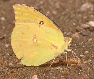 Californian dogface butterfly resting on soil