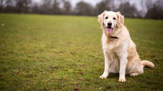 Golden Retriever dog sitting on grass