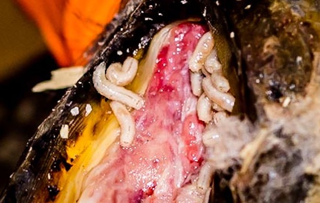 Maggots being used to treat infection in horse's hoof