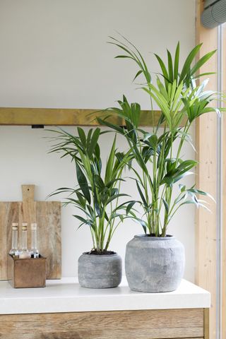 Two tall palm houseplants in grey ceramic pots on a kitchen countertop