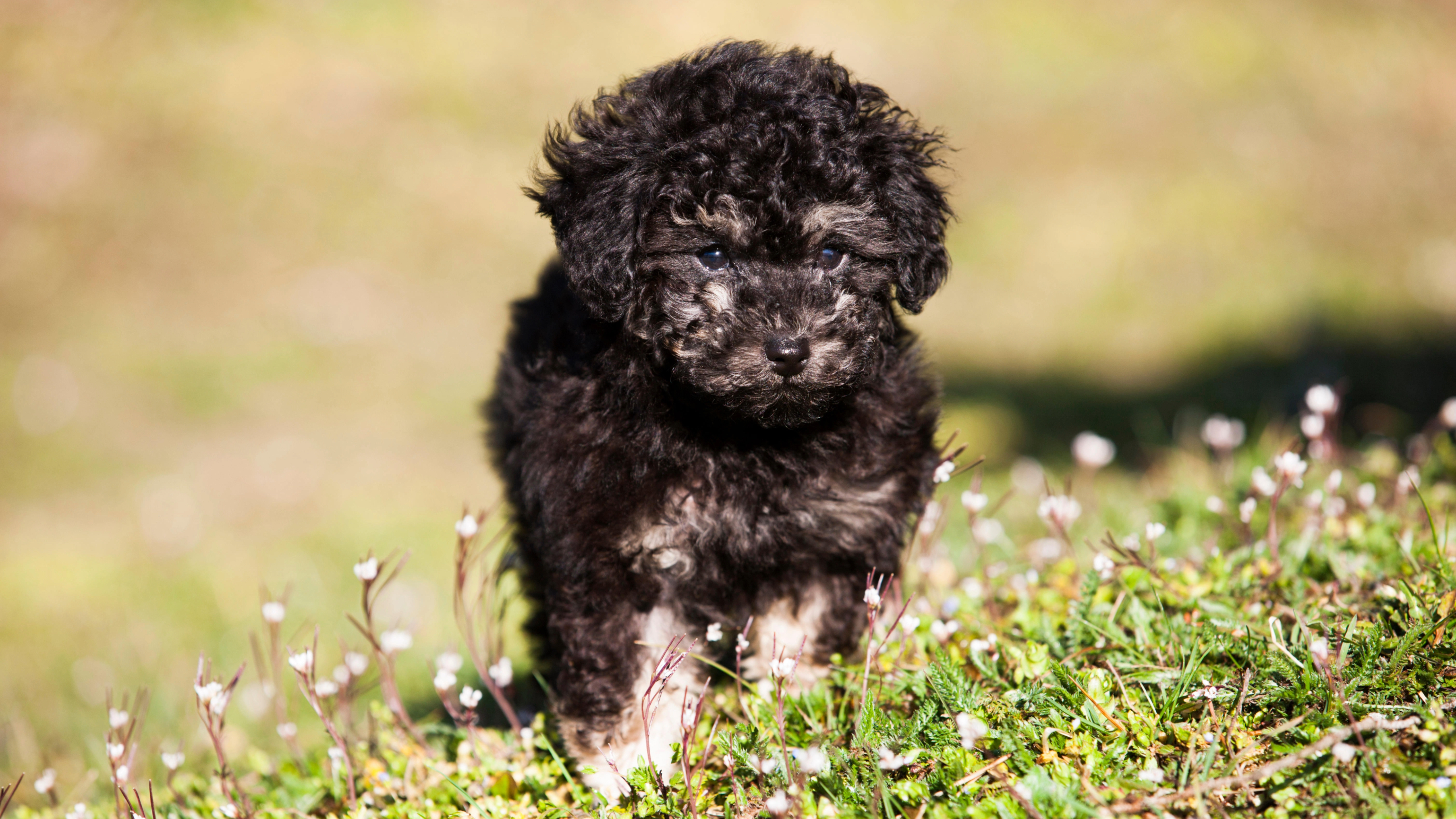 Toy poodle