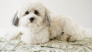 White dog sitting on pile of money