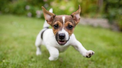 A small dog, representing small-cap stocks