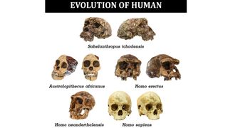 skulls of early human species