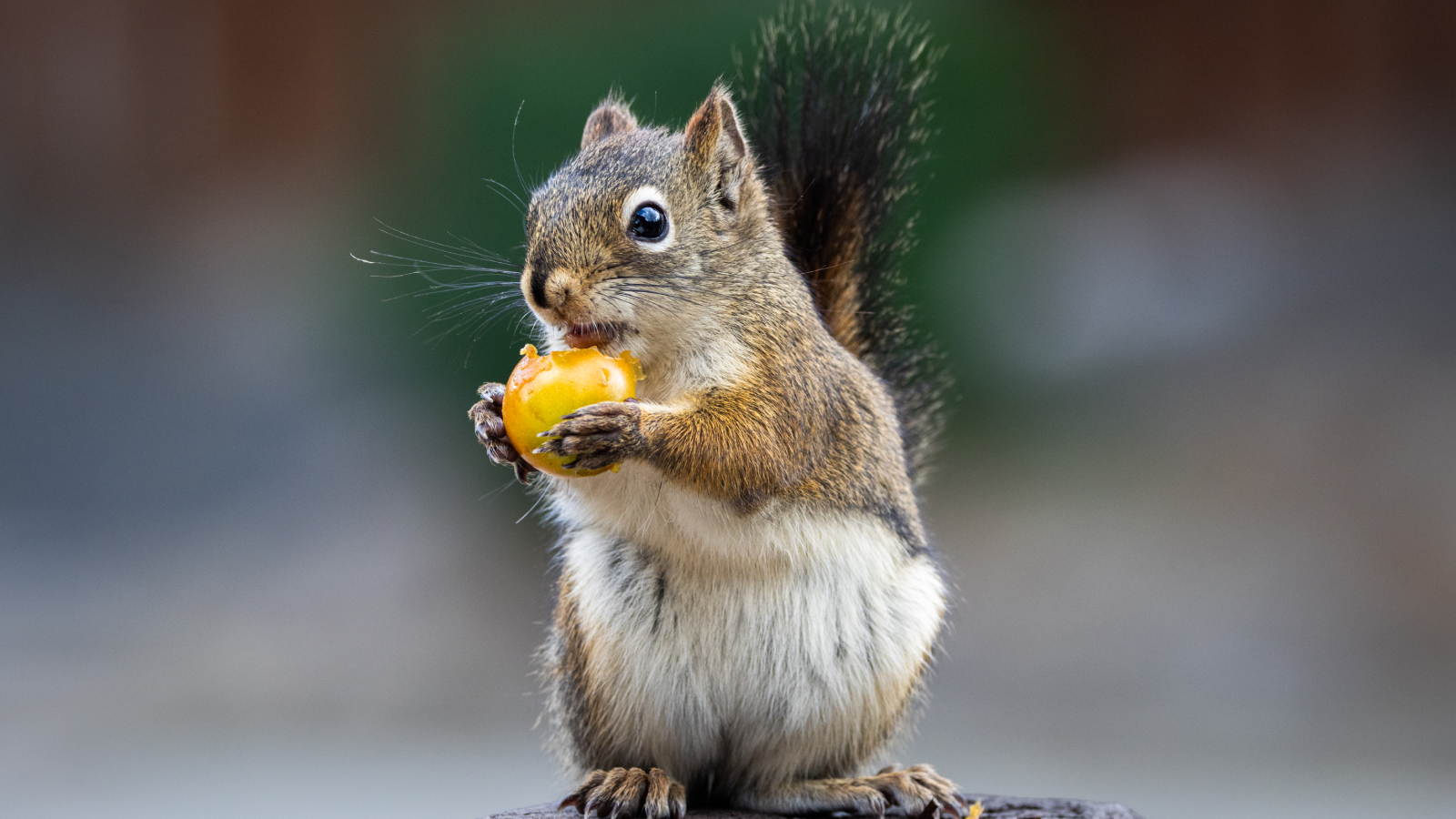 Squirrel eating tomato in vegetable garden