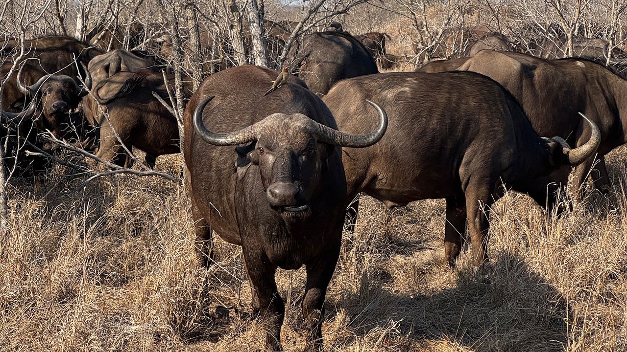 Safari photo from the iPhone 15 Pro
