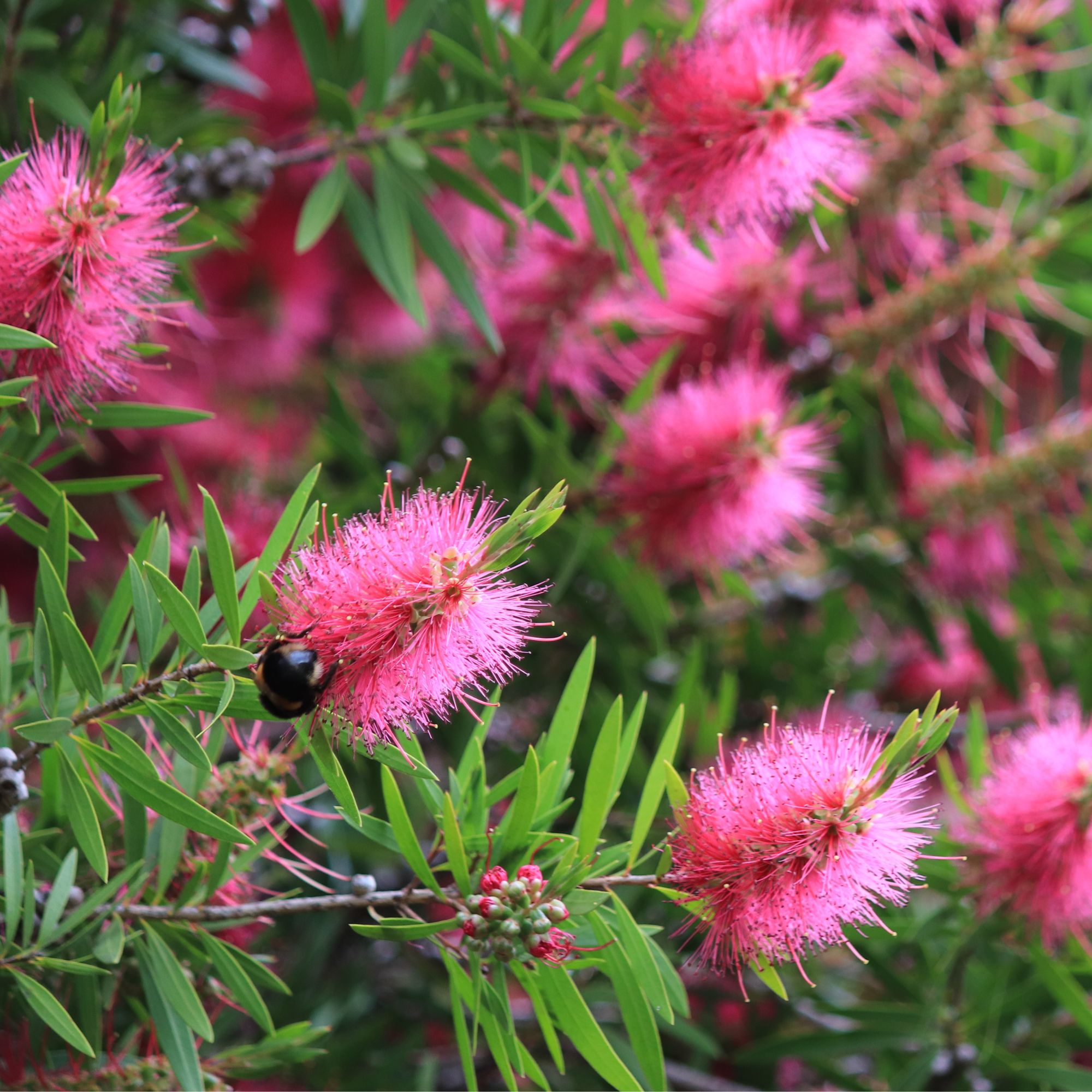 Callistemon plant in garden border