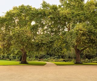 Trees lining a gravel path in the palace gardens