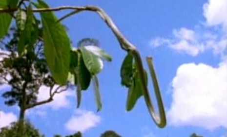 The snake flattens itself life a ribbon, launches from the branch and parachutes down to a neighboring tree.