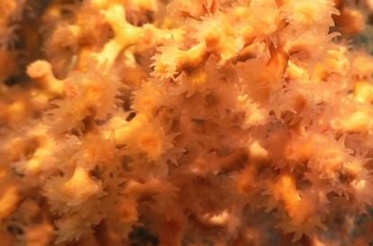 deep-sea life, endangered ecosystem, endangered species