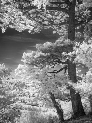 Photograph of trees by Gordon Hutchinson, titled 'Silvery Pine', which will appear in the Light & Land 2024 photo exhibition at the Mall Galleries in London