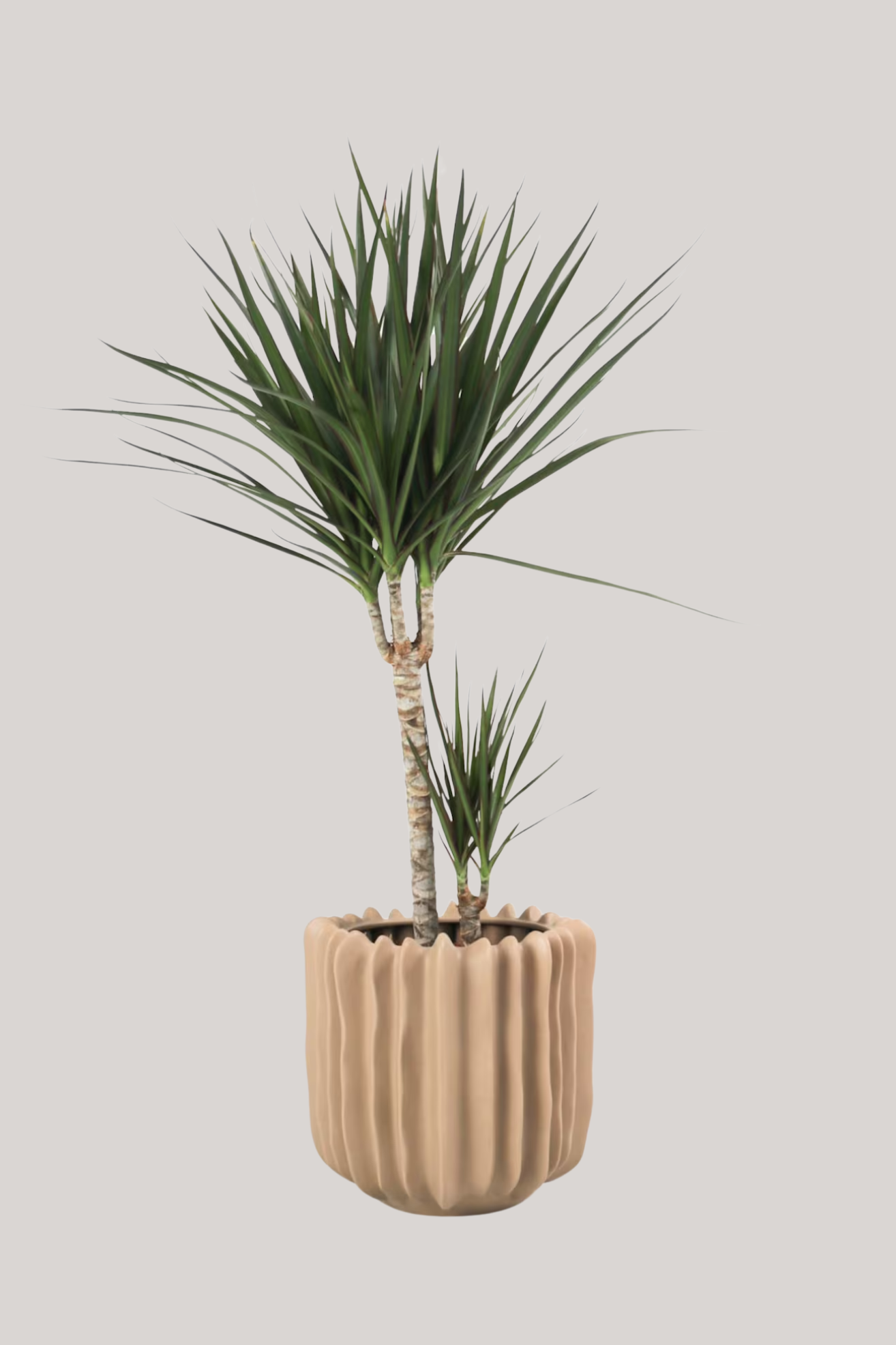 A dracaena marginata plant in a textured planter