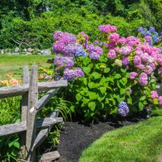 Hydrangeas and daylilies in garden with fence