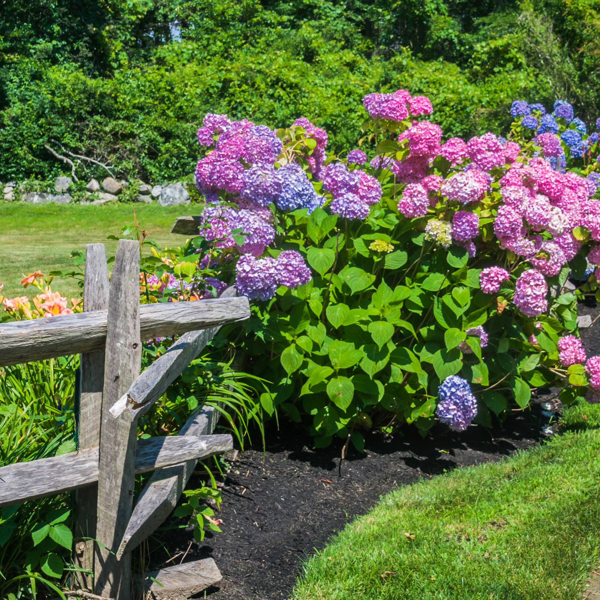 Hydrangeas and daylilies in garden with fence
